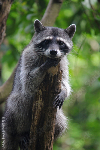 Chiapas raccoon, in protection of the species © Eduardo Cena Veloz 