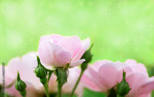 pink roses on a light green background, photo with copy space, selective focus