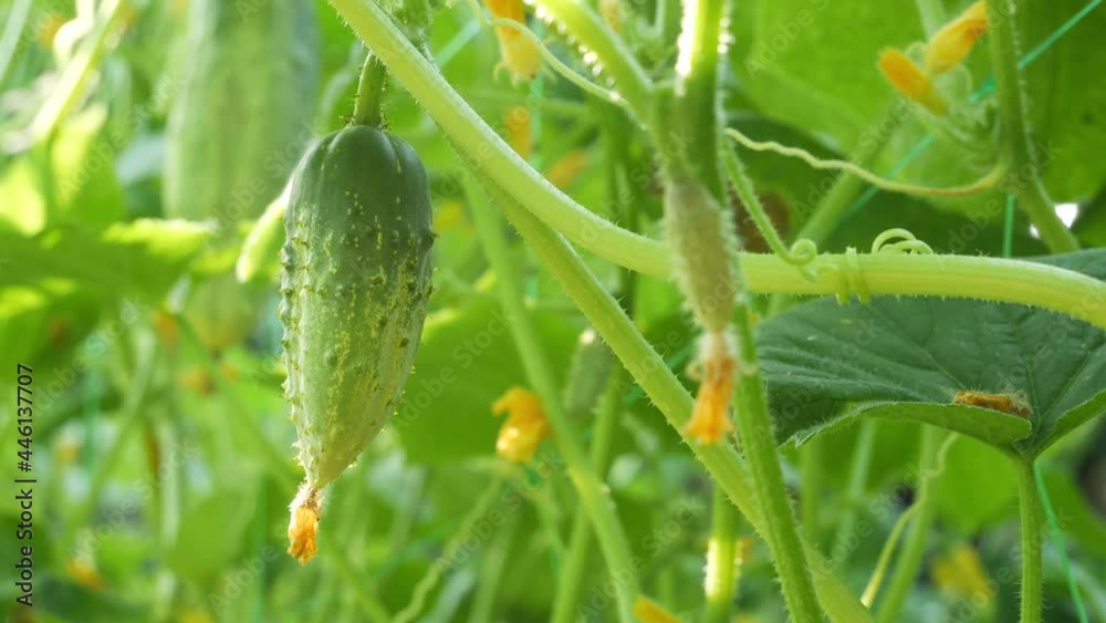 Close up сucumbers on a stalk in the rays of the sun