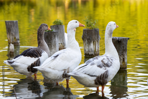 Geese Analyzing the Scenery