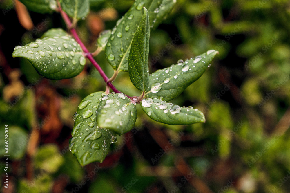 Set of green honeysuckle leaves during European autumn wet after a storm. Set of green honeysuckle leaves during European autumn wet after a storm.