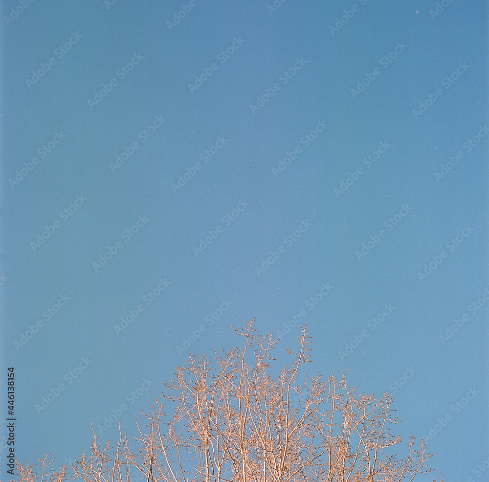 branches against sky