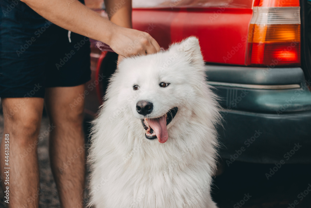 Fototapeta premium Smile of a Samoyed white husky on the background of a red car with the owner combing the dog