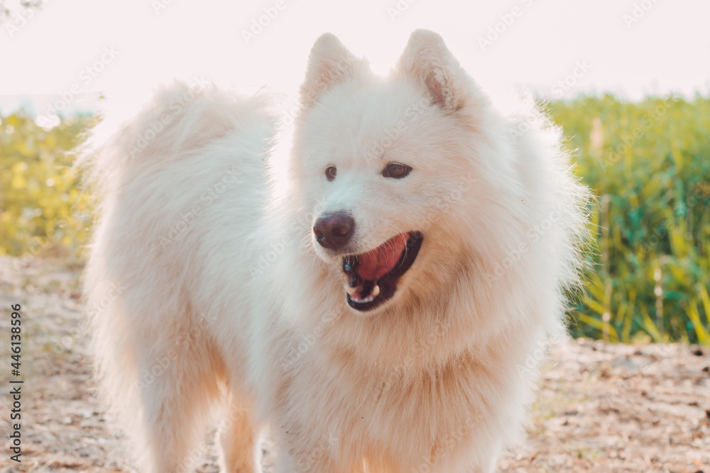 Smile of samoyed white husky on green nature background Smile of samoyed white husky on green nature background