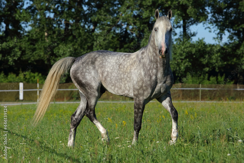 Obraz premium Portrait of dapple gray horse galloping in paddock