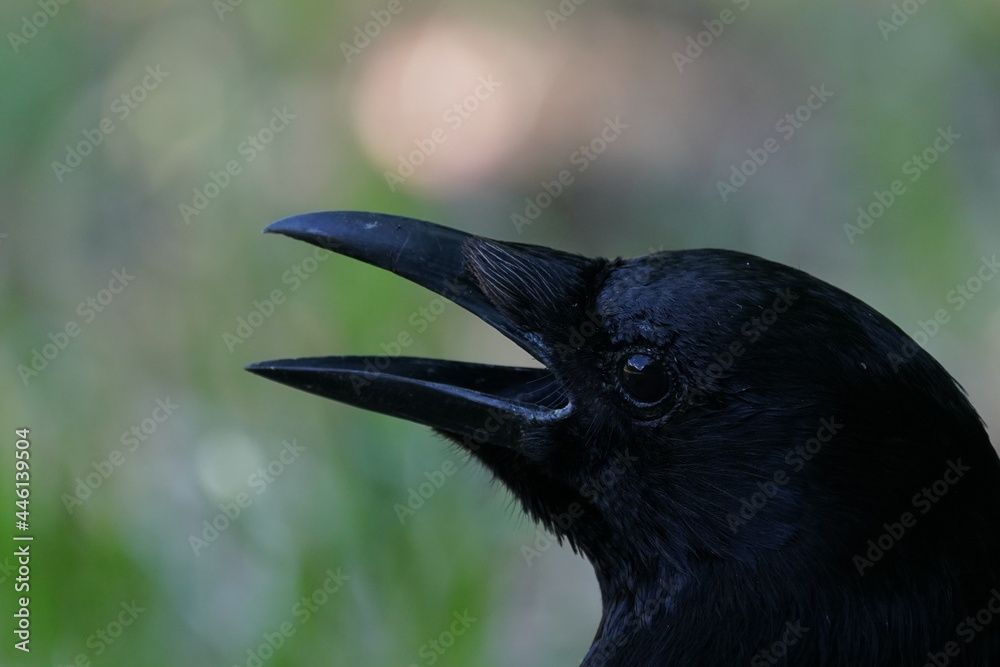 crow 