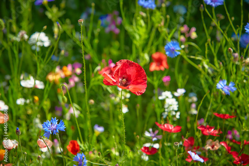 Wildflower meadow in the Summer sunshine with Cornflowers, Poppies, Cow Parsley, red flax flower and grasses.