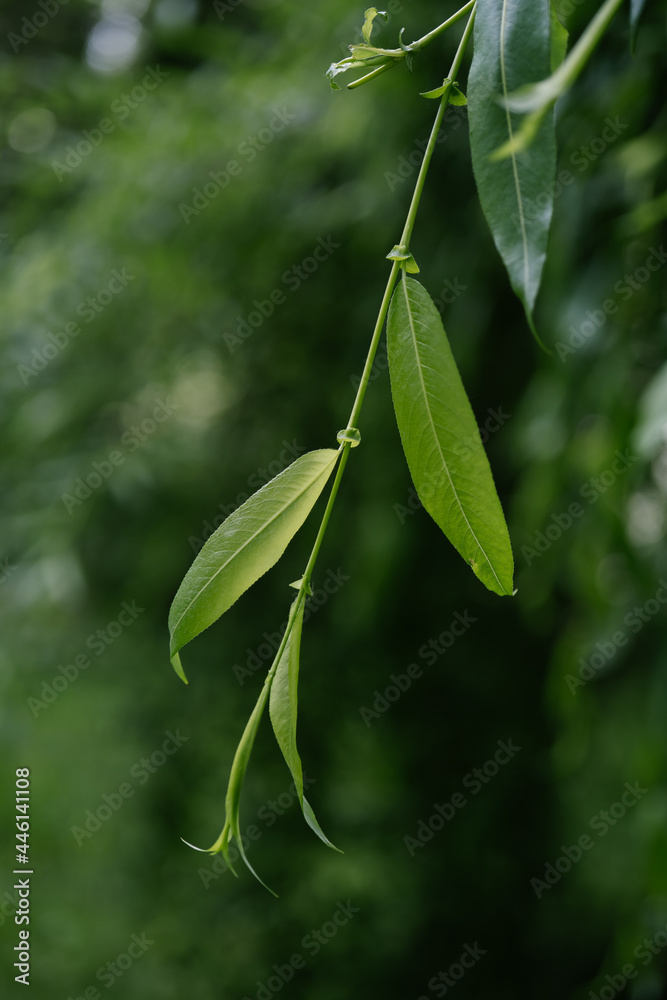 A willow branch on a blurry green background. A willow branch on a blurry green background.
