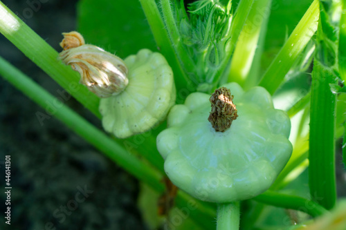 Pattypan squash or patty pan in the garden. Fresh healthy vegetables. Squash growing in the garden. Harvest patisons. Scalloped edges.  photo