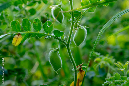 The chickpea or chick pea (Cicer arietinum) growing in the garden. The plant is also known as gram or Bengal gram, garbanzo, or Egyptian pea.  photo