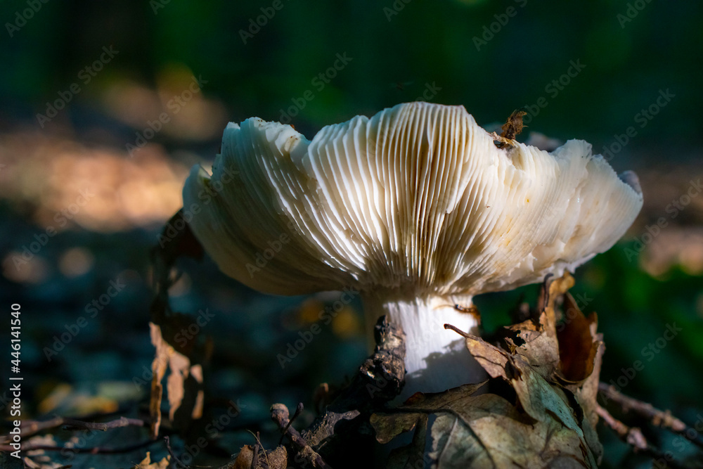Rosy Russula (Russula sanguinea) with the gills. Old edible mushroom.
Textured mushroom plates. Old russula in the forest. Rosy Russula (Russula sanguinea) with the gills. Old edible mushroom.
Textured mushroom plates. Old russula in the forest.