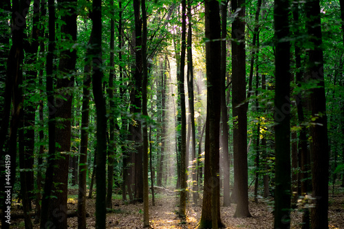 Sunrise or sunset in the forest. Virgin nature, tender sunlight. Foggy forest in early morning. Sunbeam in the old forest. 