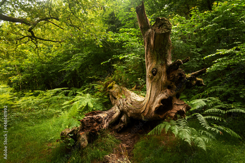 scary dead old oak tree scary dead old oak tree