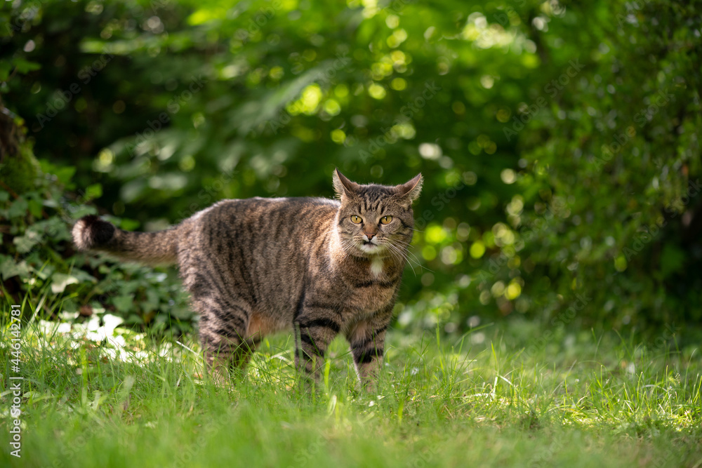 tabby cat standing on sunny meadow with green plants observing the garden