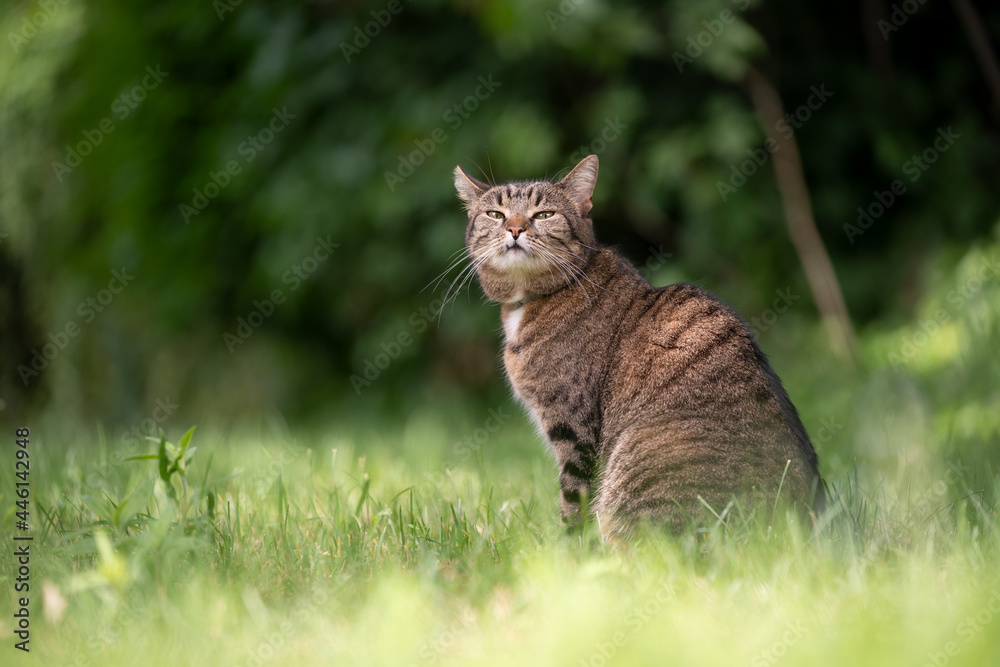 tabby cat sitting on green grass outdoors making funny face looking at camera