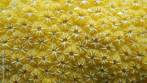 Close up video of boulder star coral, Orbicella annularis, underwater in the Caribbean sea photo