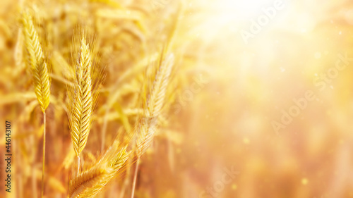 Golden ears of wheat cereal crop. Agricultural field. Autumn harvest of grain. Farming and agriculture background with copy space.
