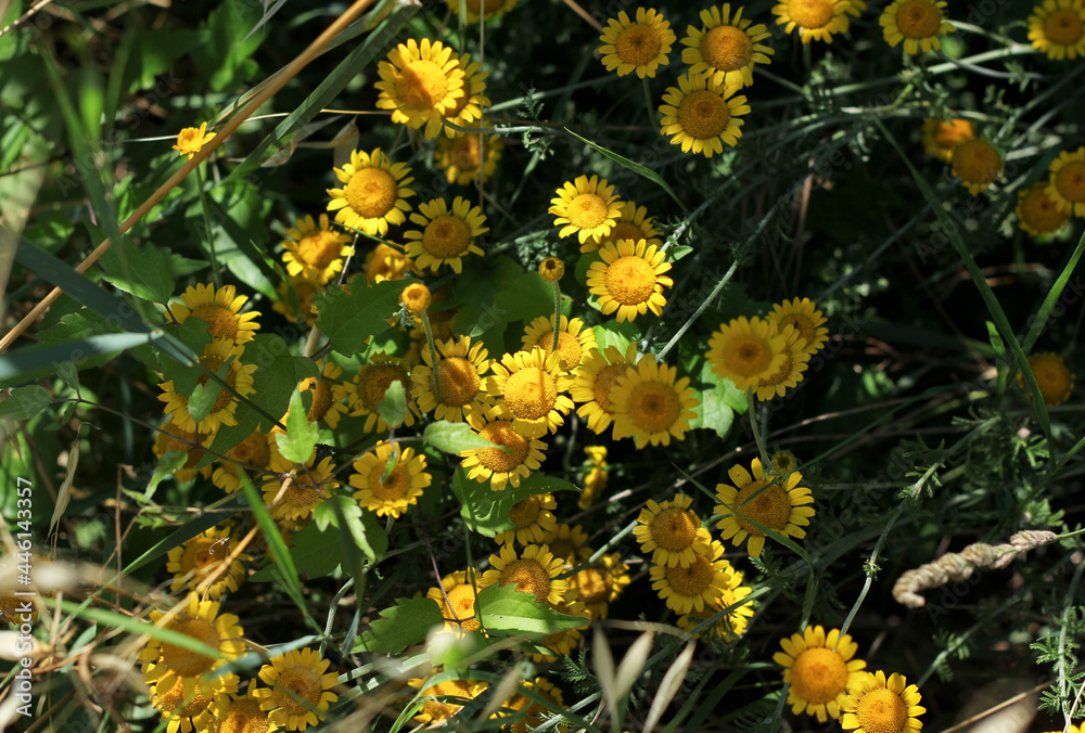 wild grasses with flowers in the meadows of tuscany wild grasses with flowers in the meadows of tuscany