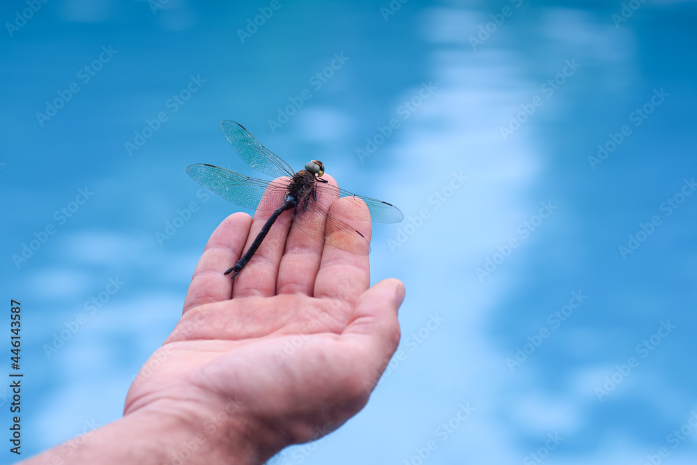 large dragonfly on the palm of your hand on the background of blue water