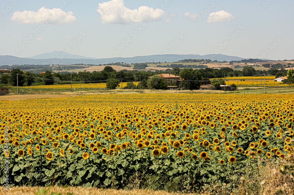 Sunflower fields in Tuscany on a Tuscany landscape 