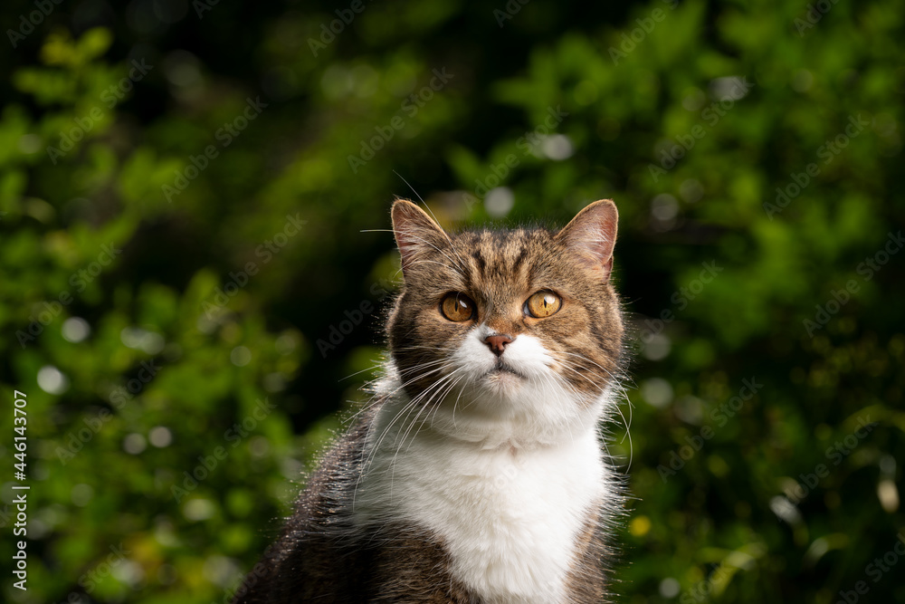 tabby white british shorthair cat portrait outdoors in sunlight with green plants in the background