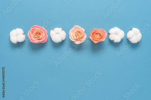 Flower composition. Pink roses and cotton flowers in a row on a blue paper background. Beautiful floral border. Top view, flat lay.