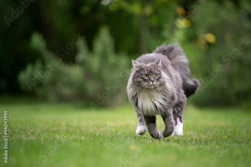 gray white maine coon cat running on green lawn outdoors in the back yard