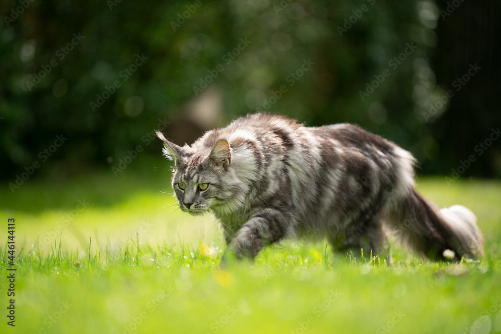 gray silver tabby maine coon cat walking on sunny lawn with copy space gray silver tabby maine coon cat walking on sunny lawn with copy space
