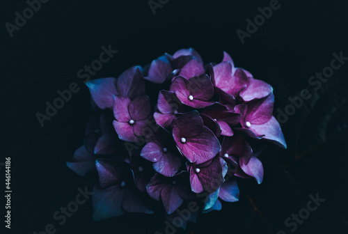 Piękna hortensja w kolorze fioletowym na wyizolowanym tle