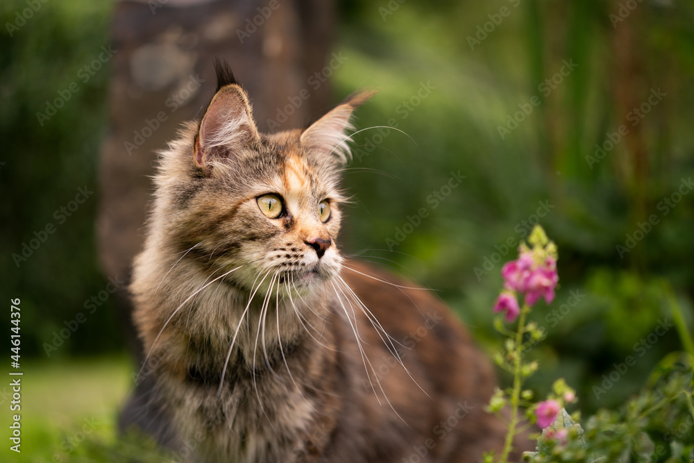 calico maine coon cat outdoors in garden in summertime observing