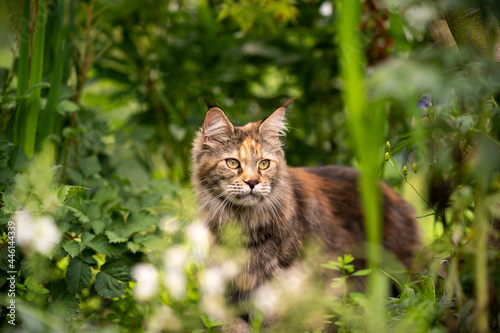 tortie maine coon cat outdoors in green garden amid plants observing the back yard
