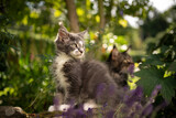 blue gray white maine coon kitten outdoors in sunny garden observing the area