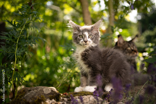 blue gray white maine coon kitten outdoors in sunny garden looking at camera