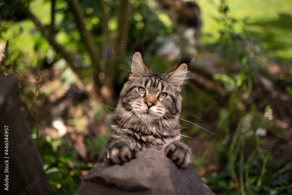 curious playful tabby maine coon cat looking at camera outdoors in the back yard