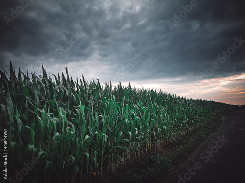Widok na pole kukurydzy, zachmurzone niebo, przed burzą, krajobraz wiejski, natura