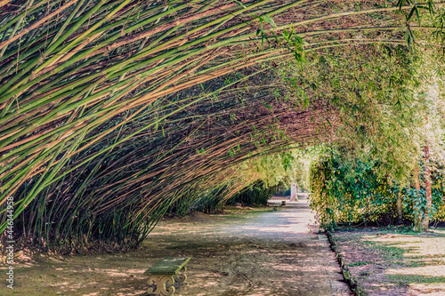 Looking down a pathway with a hedge of bamboo growing beside and over it resembling a slanted roof or a wave of vegetation on a sunny and warm day. 