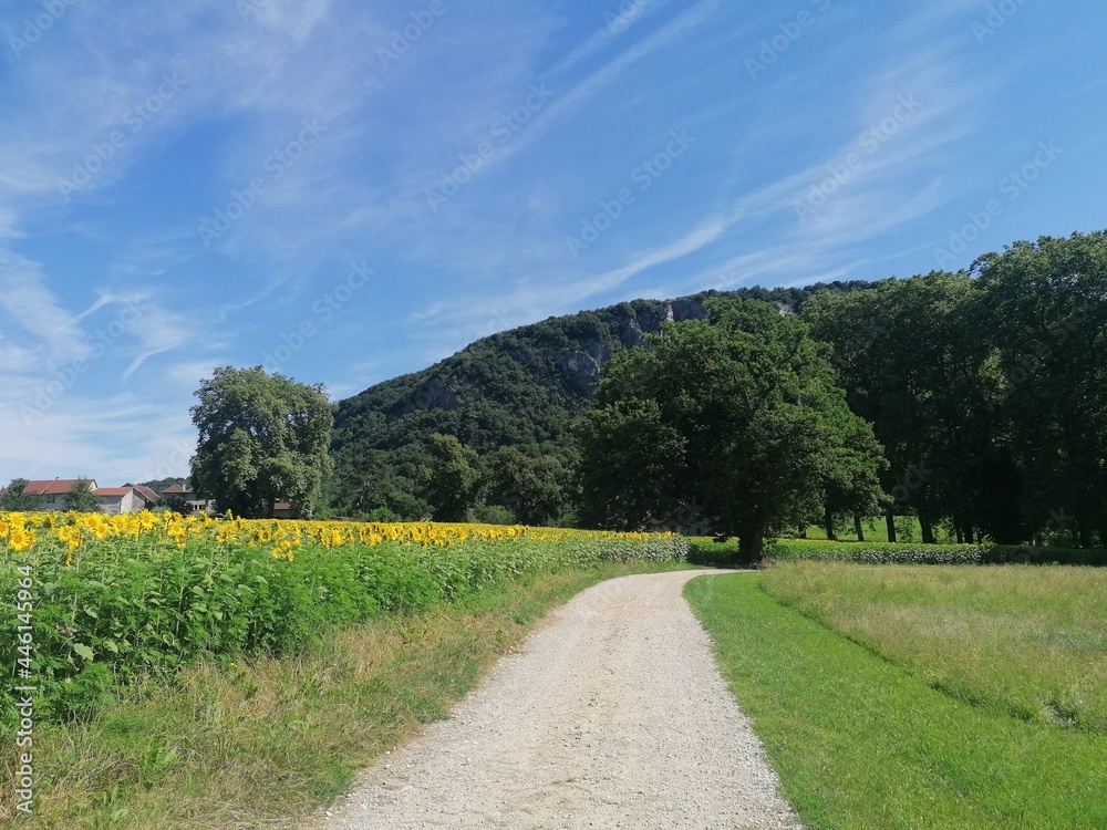 path in the field