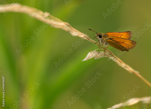 butterfly on a green background in the grass