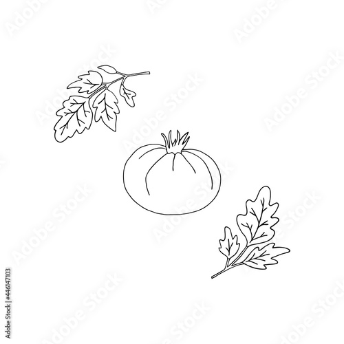 Vector illustration with tomato and tomato leaves on a white background. Outline drawing.
