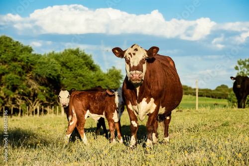 Cattle and  calf , Pampas countryside,La Pampa Province, Argentina. © foto4440