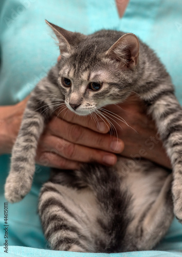 silver gray with stripes cute kitten in hands