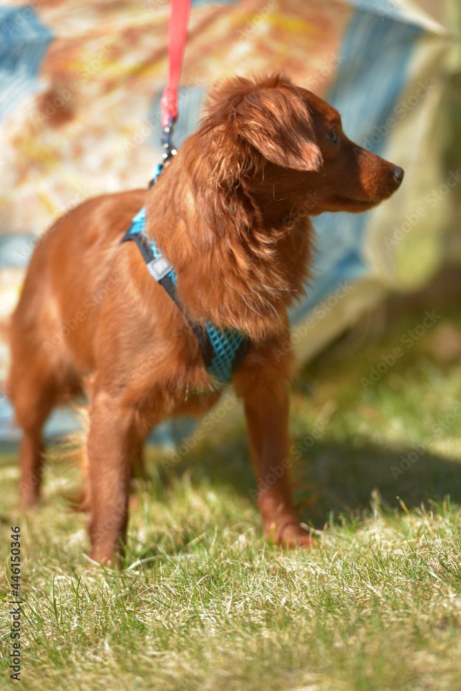 Small ginger dog of the Nevskaya Orchid breed