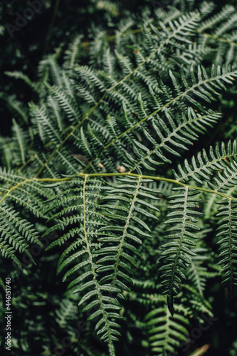 bracken fern fronds in the forest