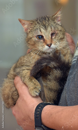 striped sad one-eyed cat at animal shelter photo