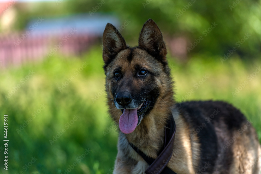 blind german shepherd dog at animal shelter