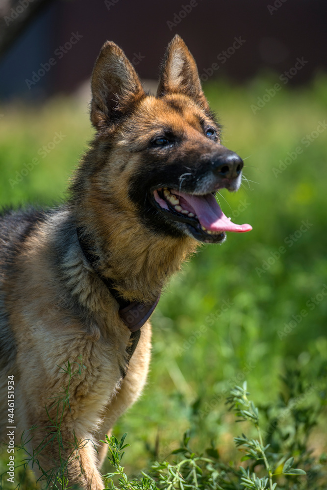 blind german shepherd dog at animal shelter