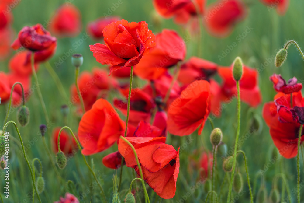 Fototapeta premium red poppies close-up in a field in summer among the green grass