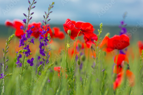 field with red poppies and purple flowers