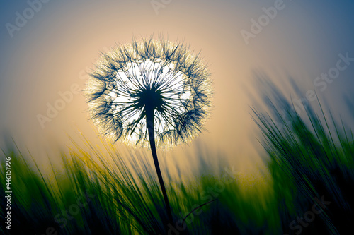 Silhouette of a dandelion on the background of a sunny sunset in a field of grass. Nature and wildflowers.