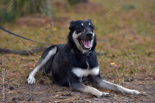 black and brown dog mongrel at animal shelter